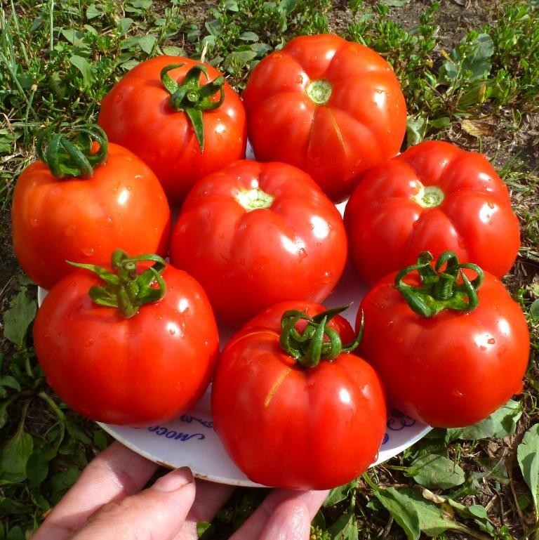 Дом помидоров помидом. Дом помидоров помидом. Гибрид помидора и перца. Томат альгамбра. Дом помидоров помидом.