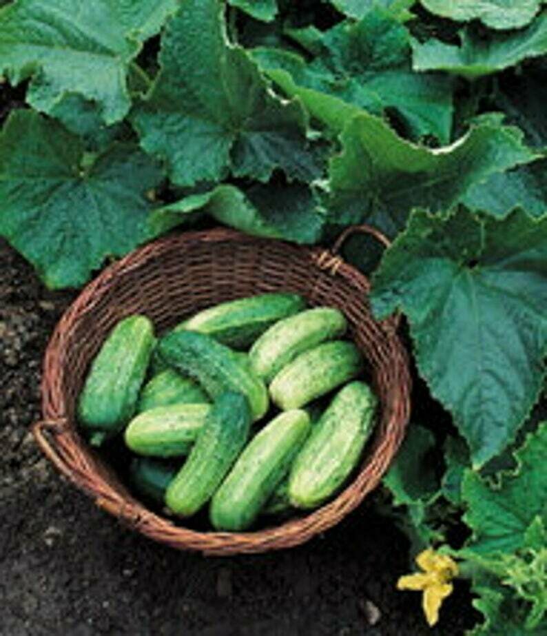 Bush Pickle Cucumber (Cucumis sativus)