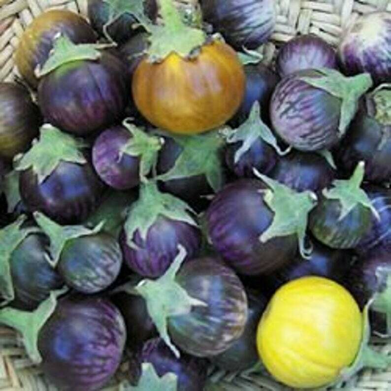 'Lao' Purple Striped Eggplant (Solanum melongena)