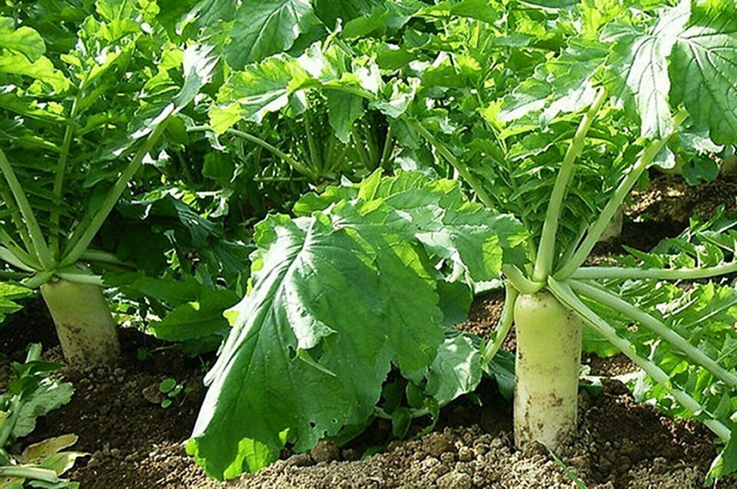 Fracking Daikon (Tillage) Radish (Raphanus sativus)