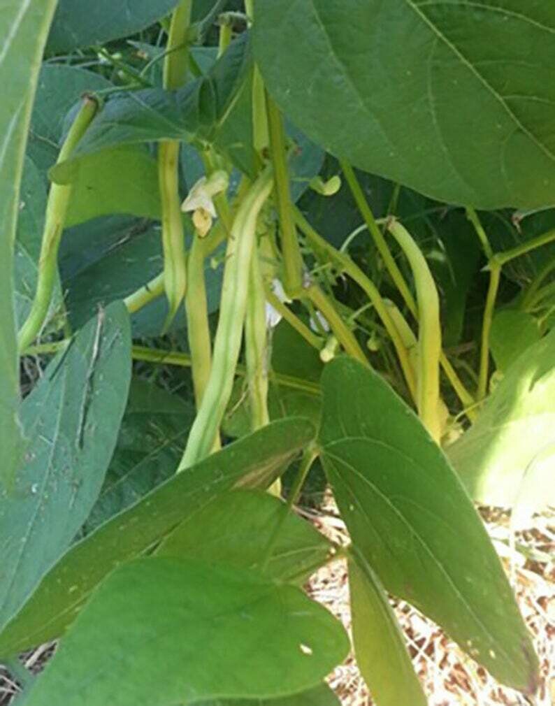 'Gold Rush' Yellow French Filet Bush Bean (Phaseolus vulgaris)