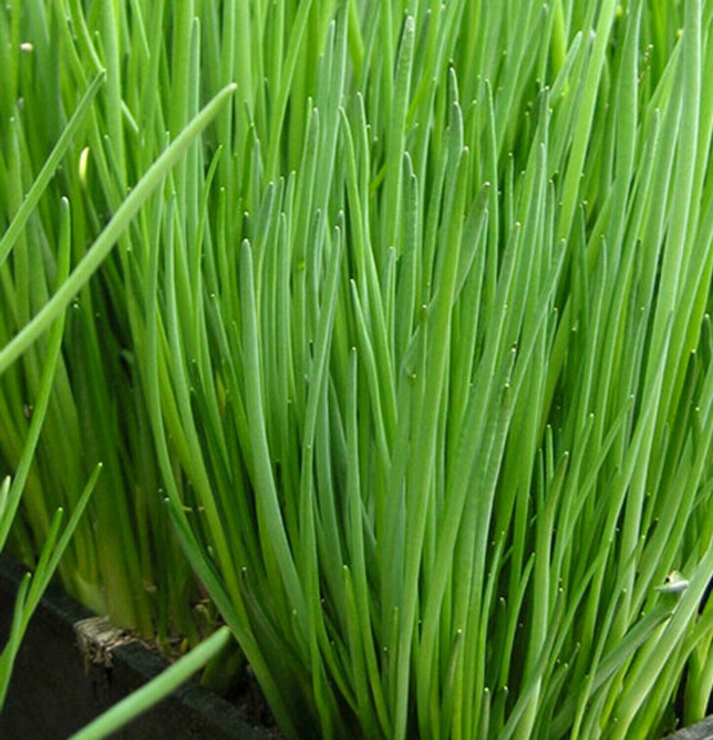 Allium schoenoprasum 'Staro' Chives (Heaviest Leaf)