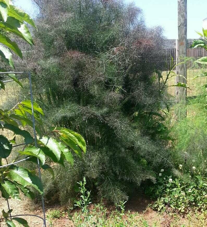 Foeniculum vulgare Bronze Fennel