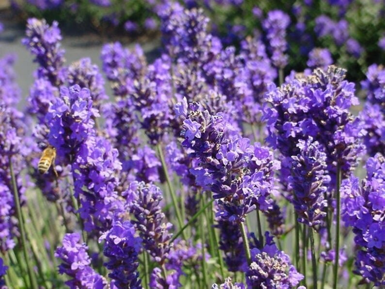 Lavandula angustifolia 'Munstead' Compact English Lavender