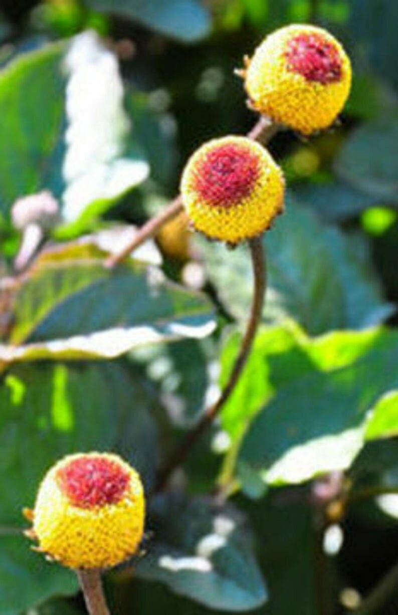 Spilanthes oleracea Toothache Plant