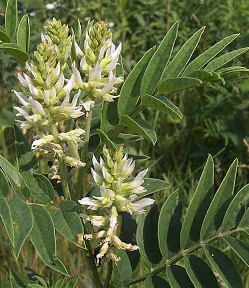 Glycyrrhiza lepidota American Licorice