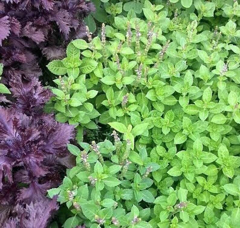 Ocimum tenuiflorum Tulsi Rama