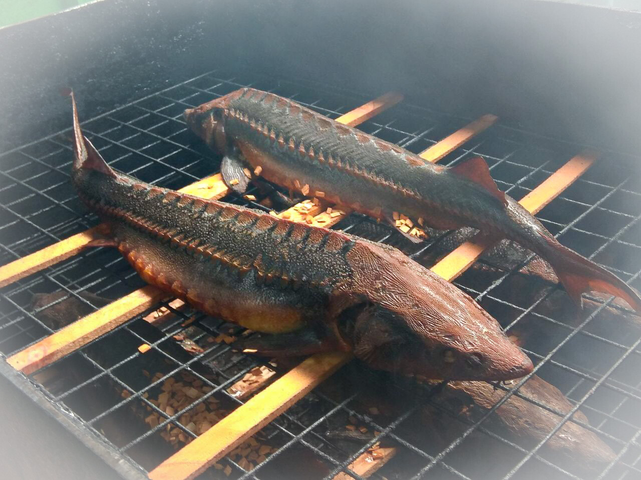 Севрюга блюда. Копченая рыба осетрина. Осетрина горячего копчения. Рыба горячего копчения (севрюга, осетрина). Севрюга горячего копчения.