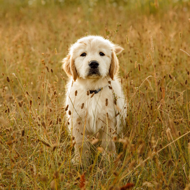 Basic K9 Training Package