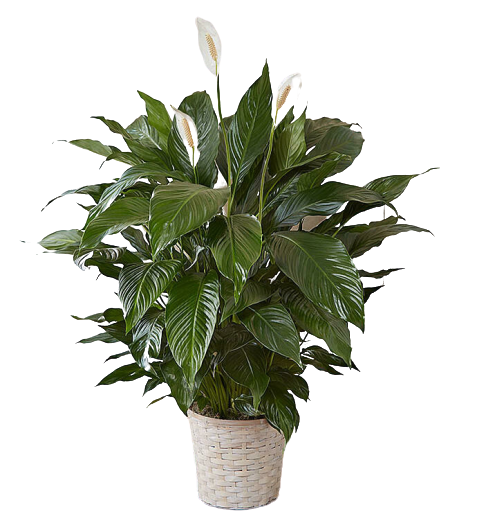 Peace Lily Large Indoor Plants - Fort Worth Florist