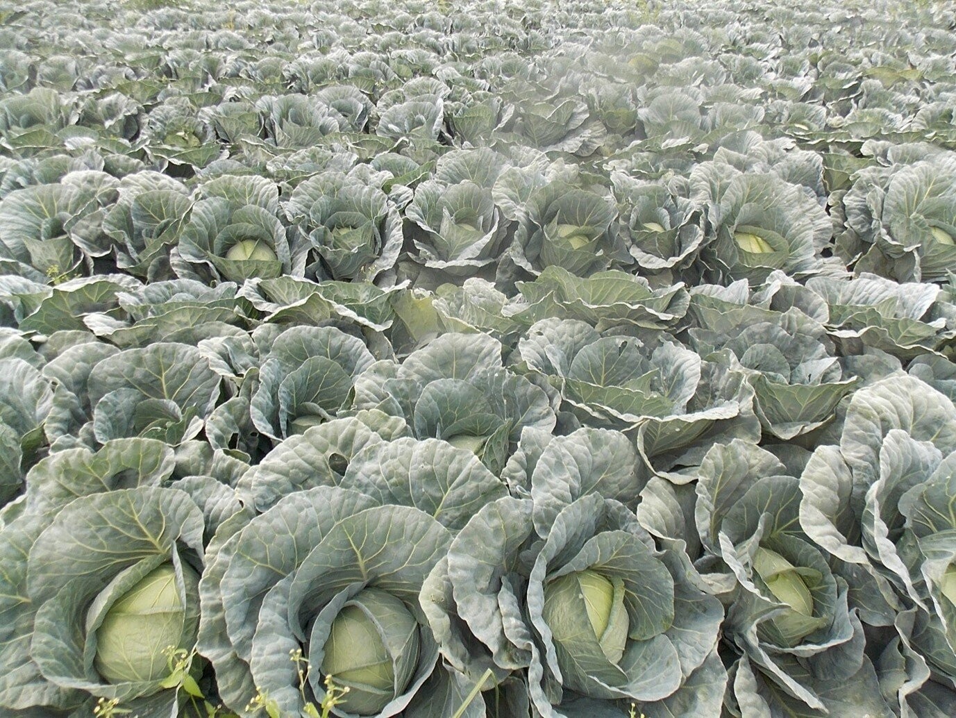 Available immediately*3316 Cabbage varietyprice per 1000 seedlings