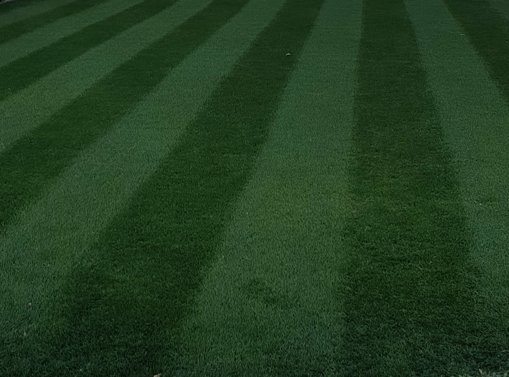 NZLA Dark Perennial Ryegrass