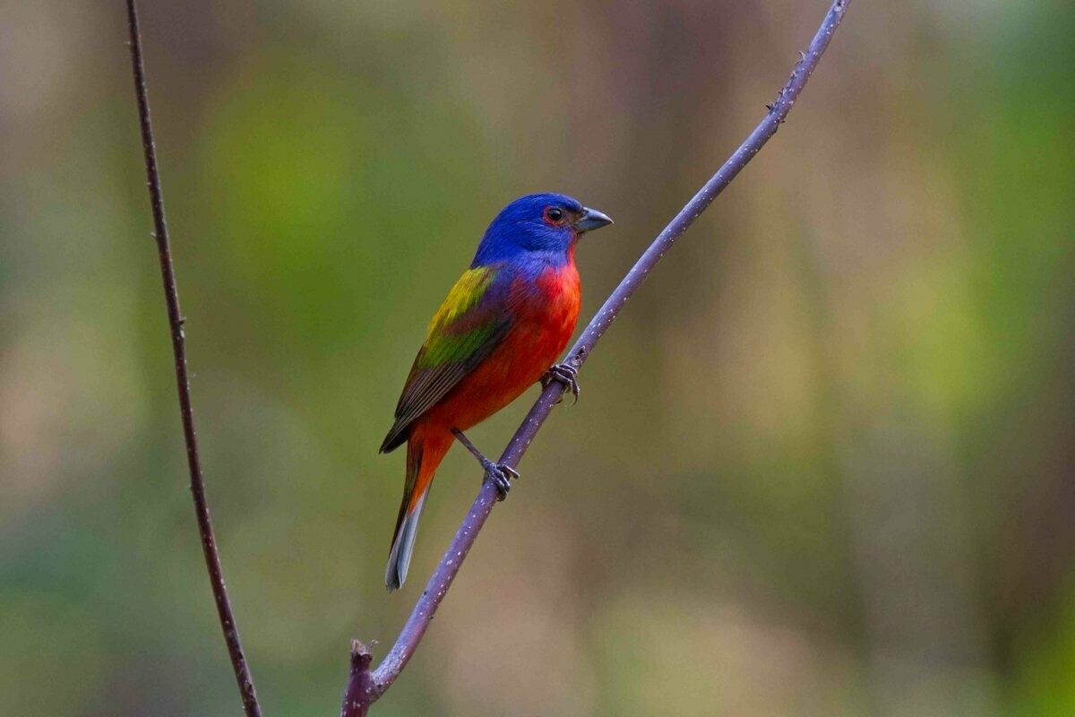 Wild Bird Nature Wildlife Photography Fine Art Print