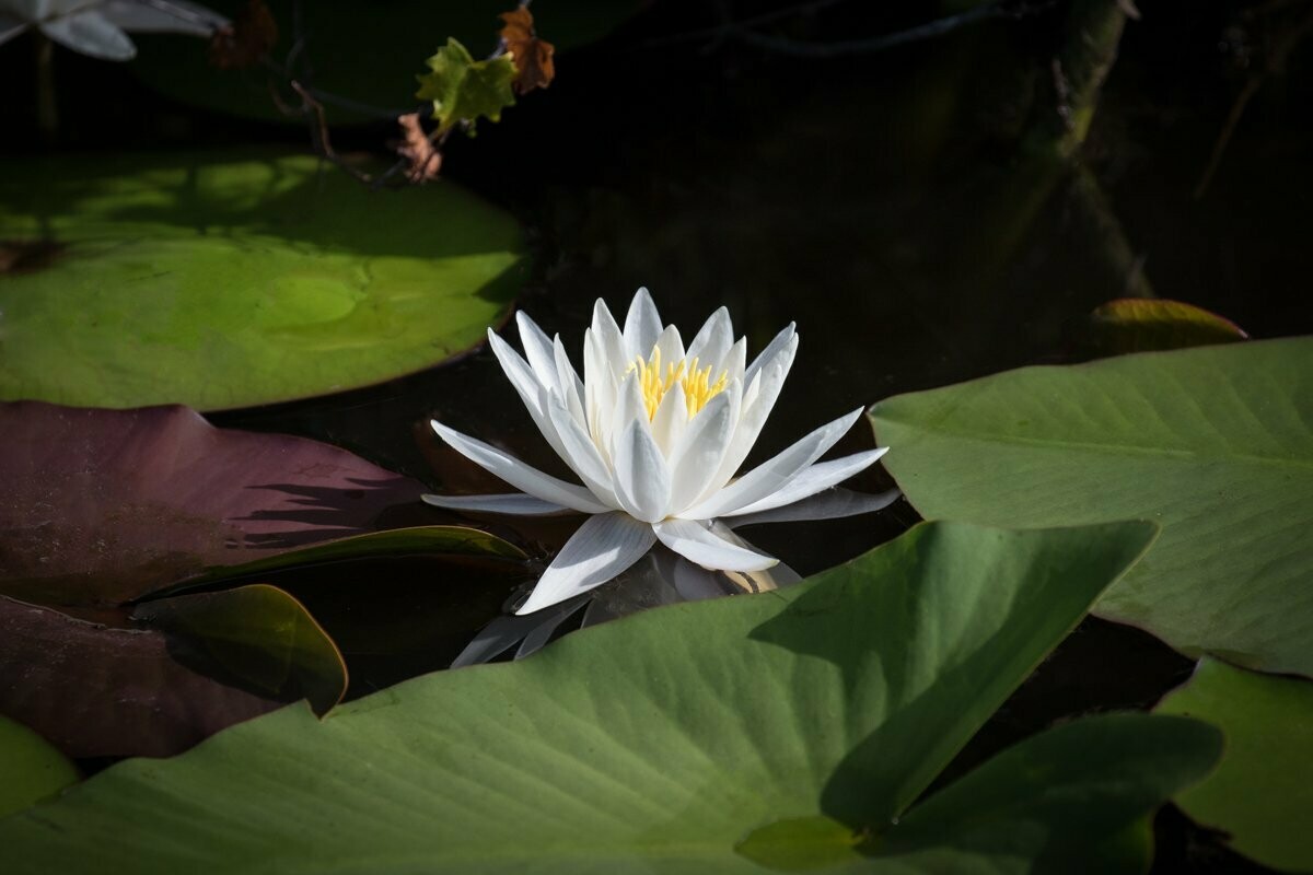 Water Lily Florida Landscape Photograph Fine Art Print 4818