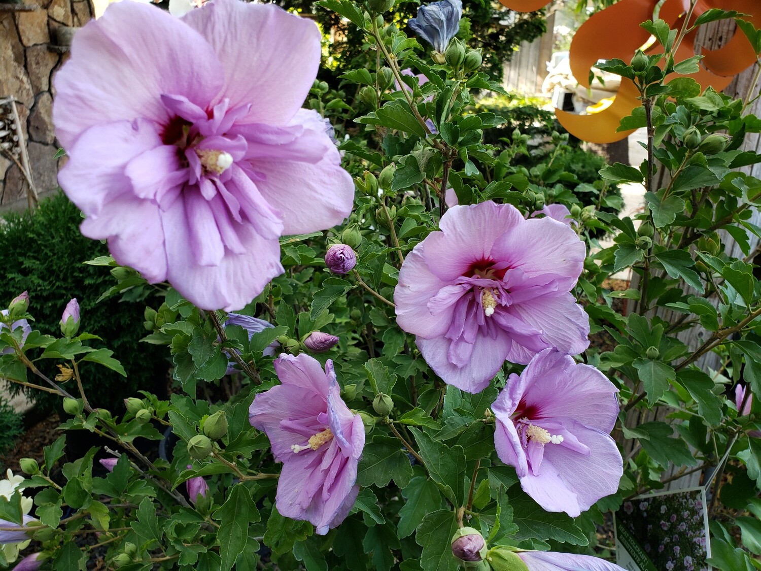 Rose of Sharon, Lavender Chiffon 6