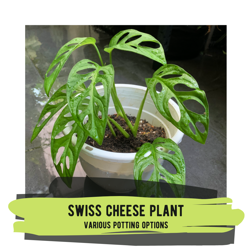 Live Plant Swiss Cheese Plant (various potting options)