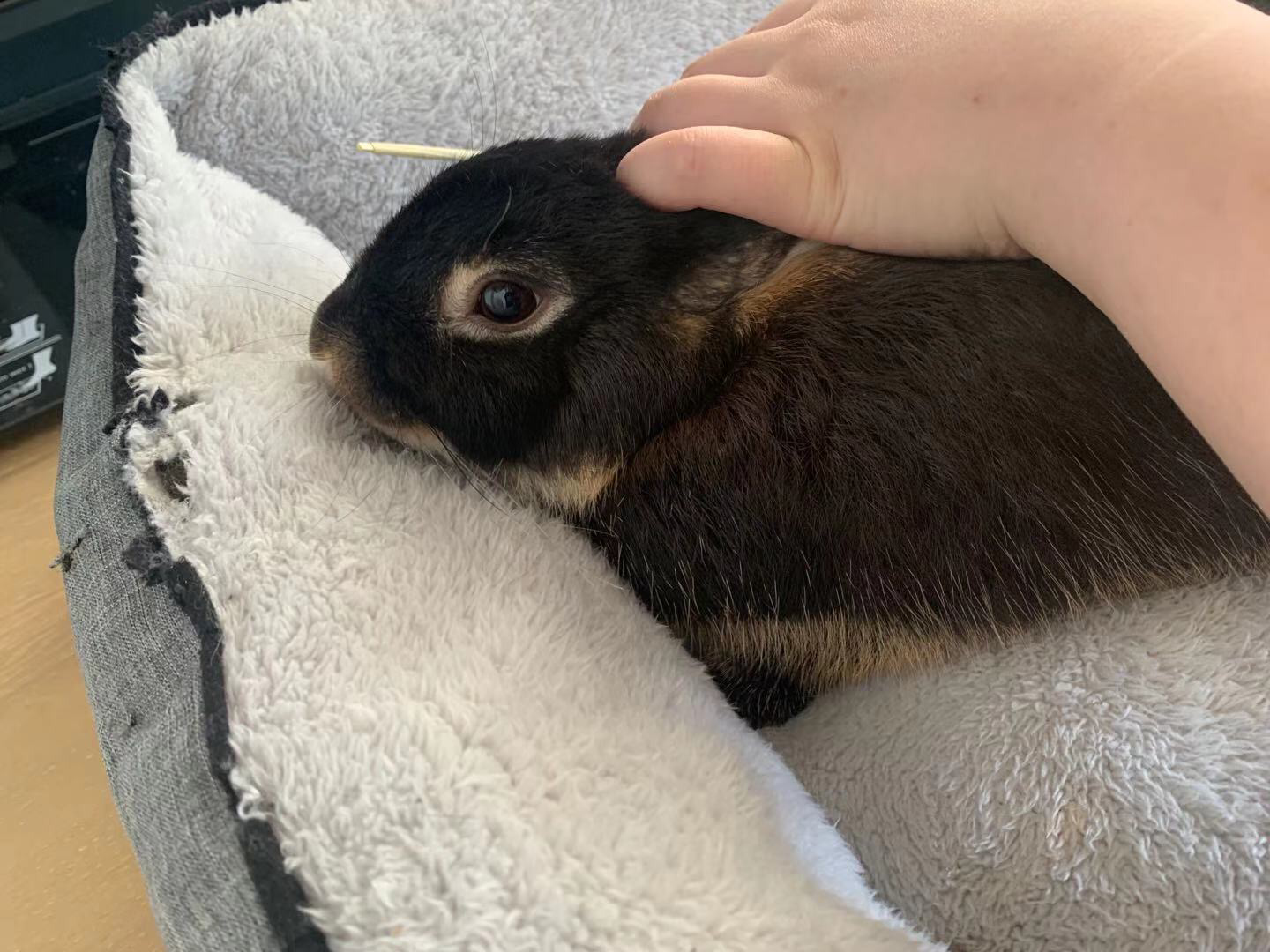 Rabbit Rescue