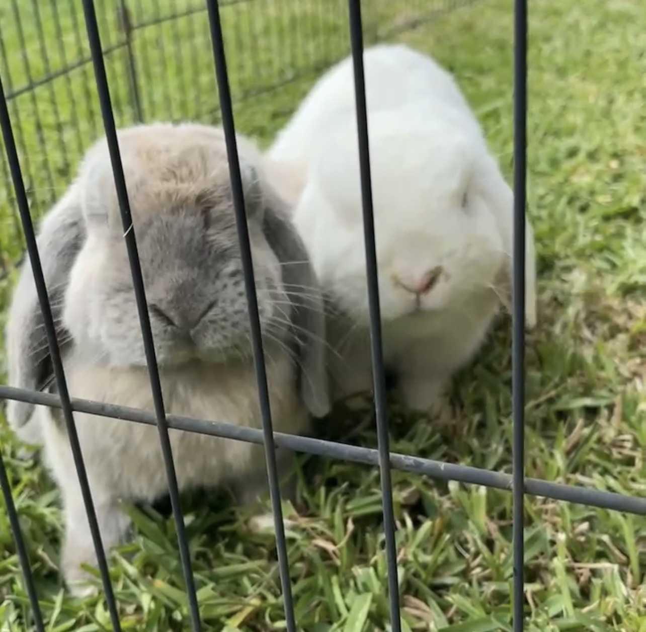 Bunny Rescue