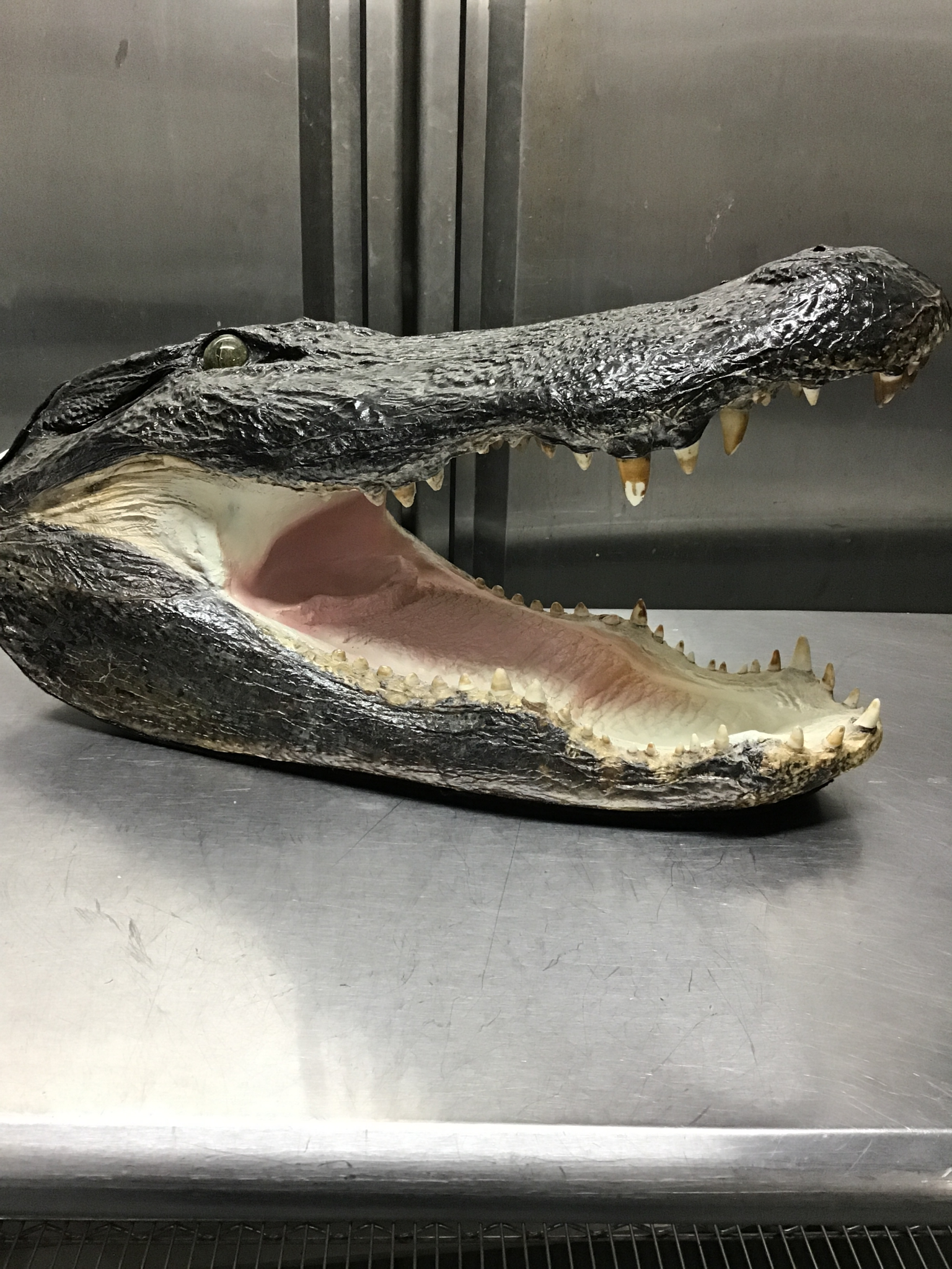 Alligator Skulls and Scutes