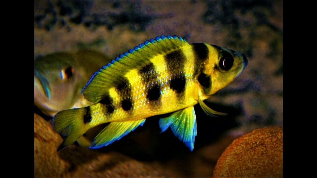 Neolamprologus sexfasciatus gold 6/8cm