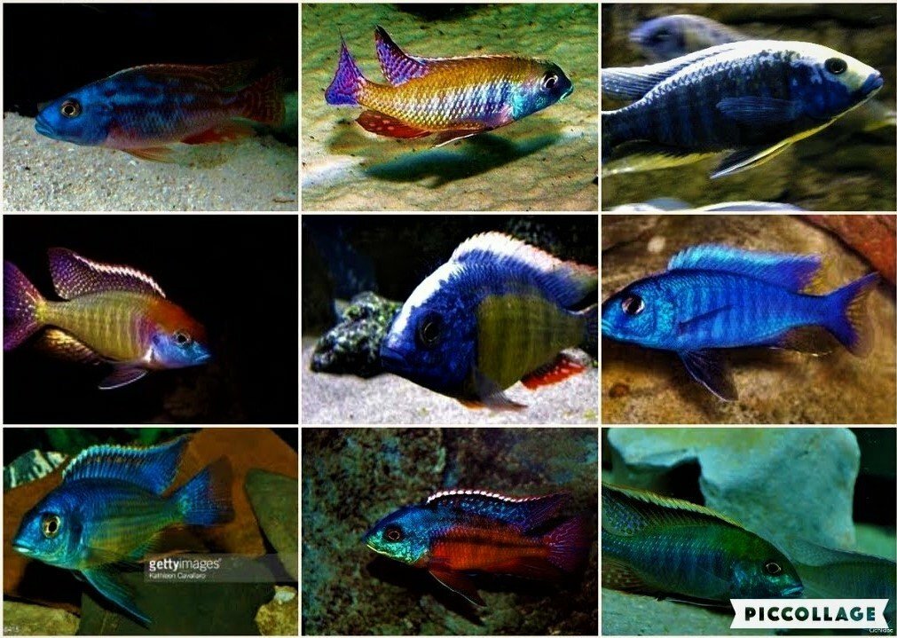 HAPLOCHROMIS
