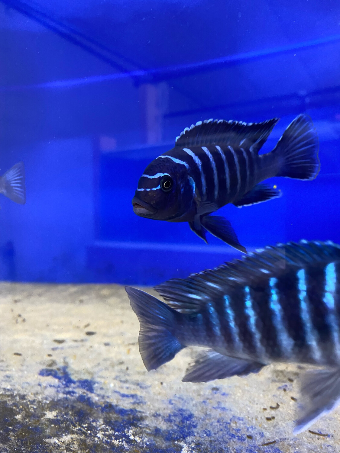 Metriaclima Dolphin Thumbi sauvage 1 Mâle 3 femelles