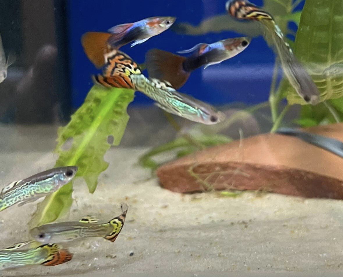 Poecilia reticulata leopard(Guppy) 3/4cm mâles