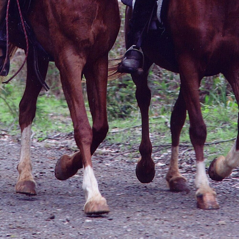 HOOF TRIMMING LEARN TO TRIM