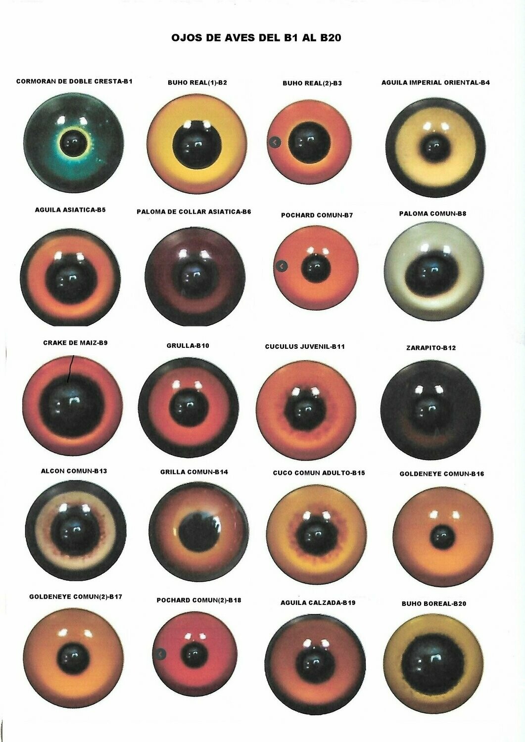 VENTADE OJOS DE AVES