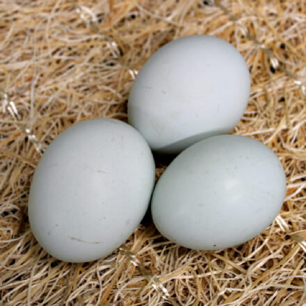 Cream Legbar Hatching Eggs Currently Unavailable Hatching Poults