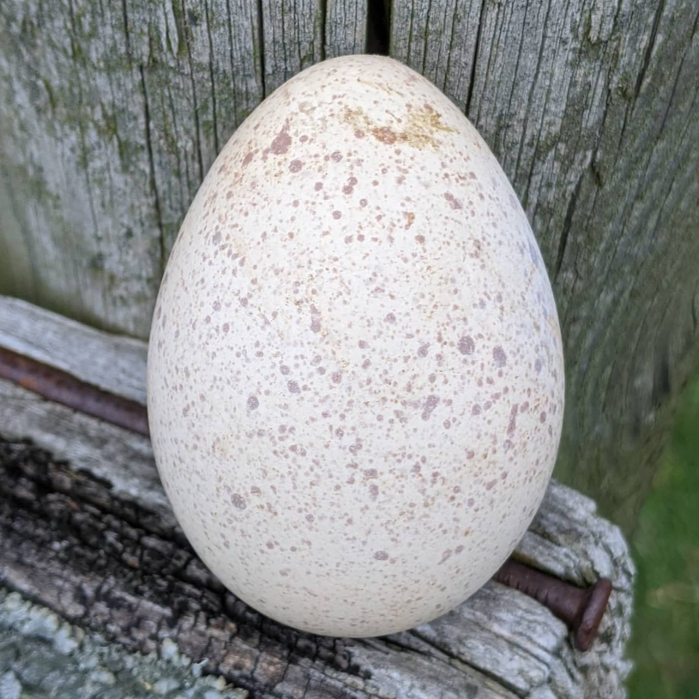 Turkey Hatching Eggs Hatching Poults With a Broody Turkey Hen Meyer