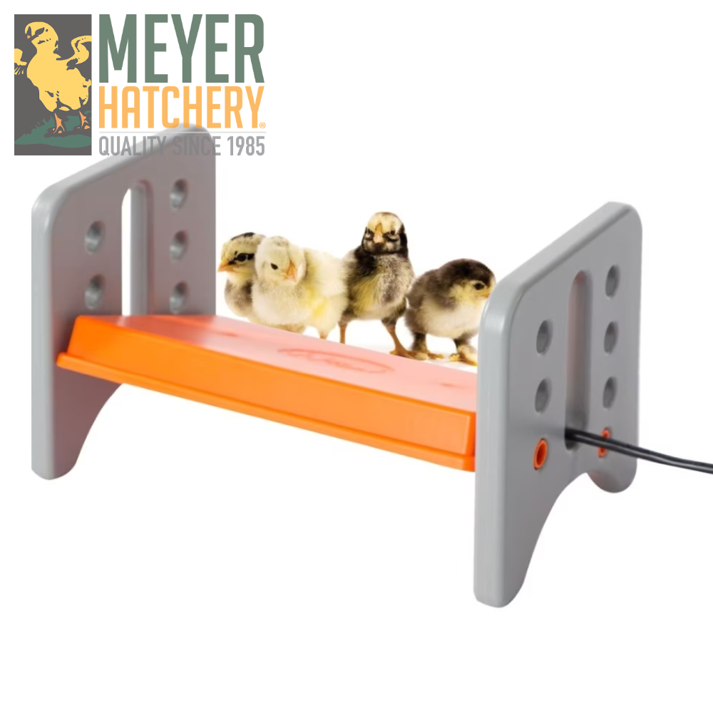 K&H Thermo Poultry Brooder Hatching Poults With a Broody Turkey Hen