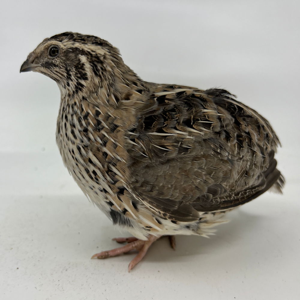 Started Quail, Breeder Set of 10 Hatching Poults With a Broody Turkey
