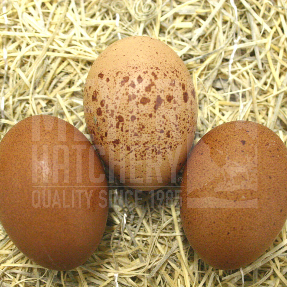 Welsummer Hatching Eggs Hatching Poults With a Broody Turkey Hen