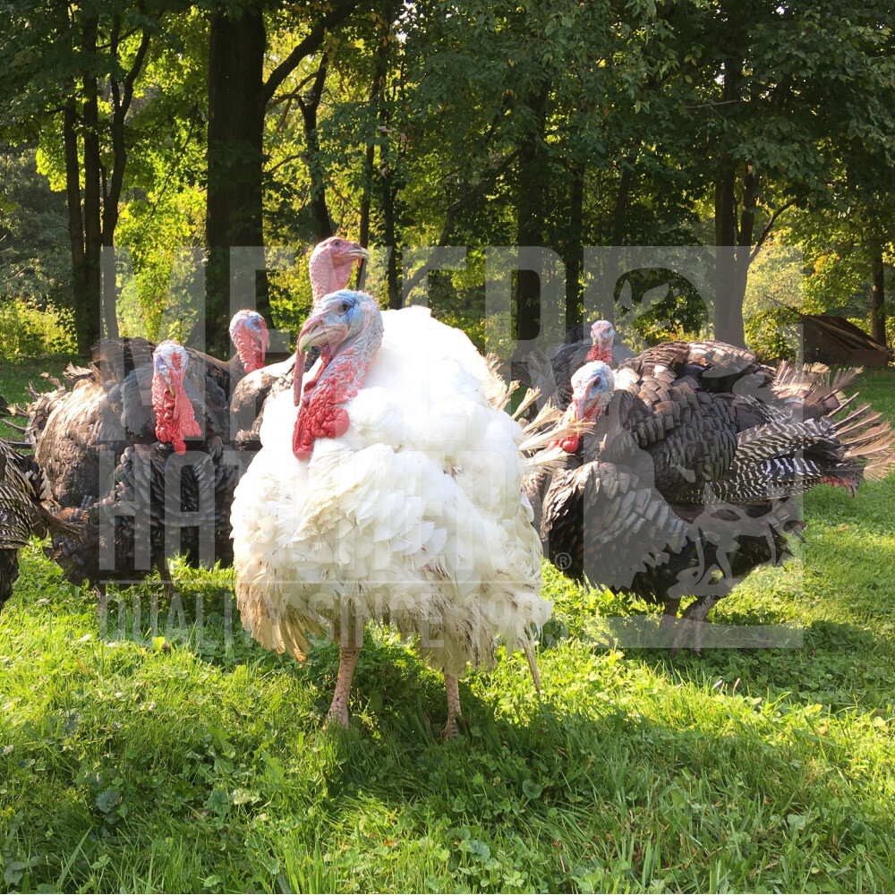 Hatchery Choice Broad Breasted Turkeys Ships with Chicks Hatching
