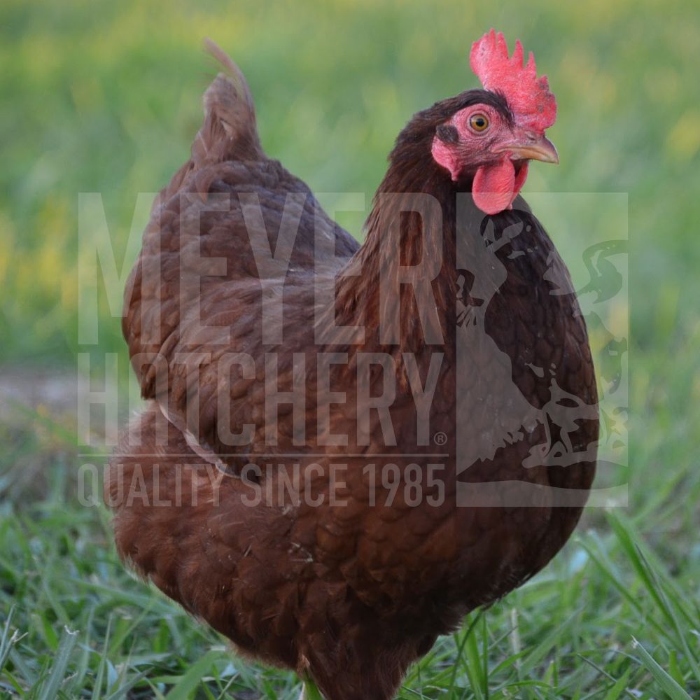 Rhode Island Red Started Pullet Meyer Hatchery Hatching Poults With