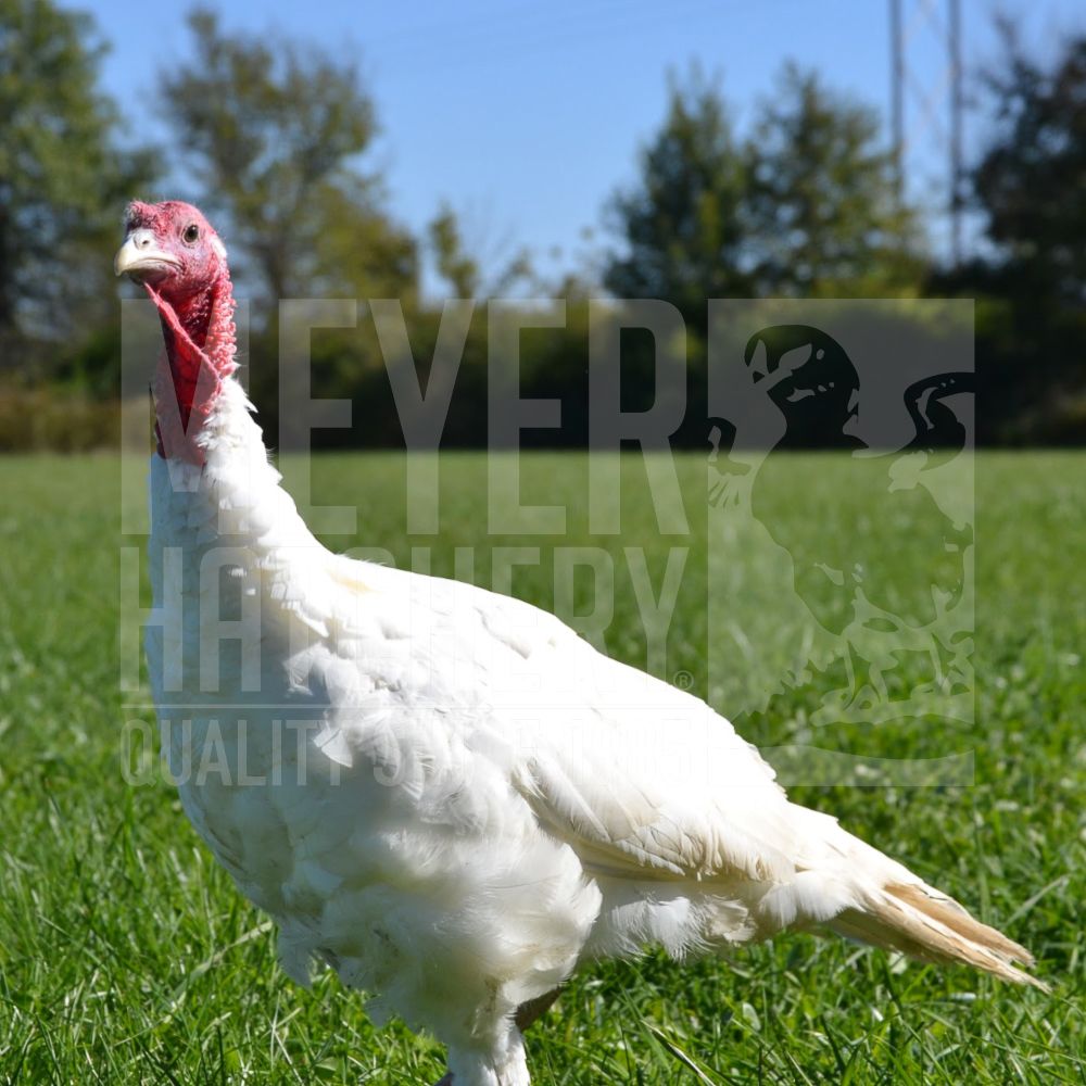 Midget White Heritage Day Old Turkey Poults Hatching Poults With a