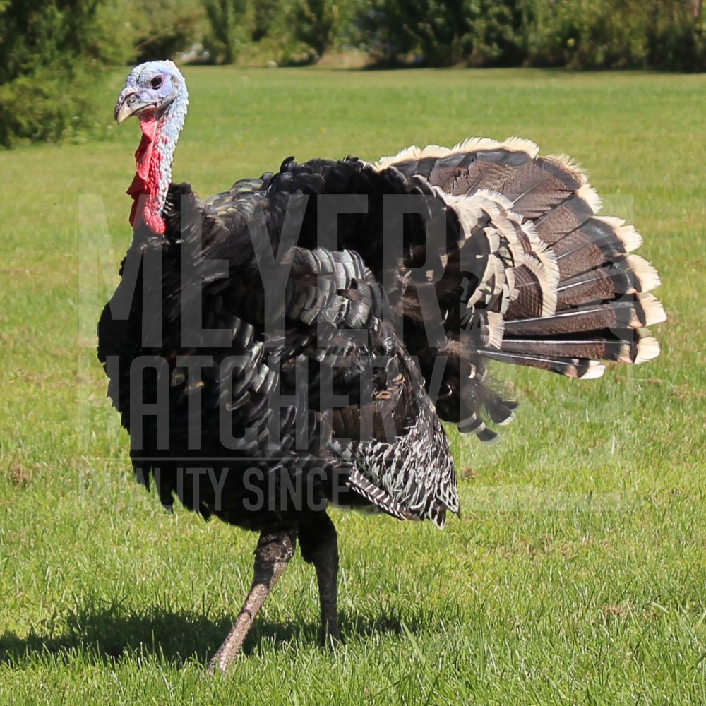 Standard Bronze Heritage Day Old Turkey Poults Hatching Poults With a Broody Turkey Hen