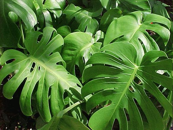 can monstera live outside