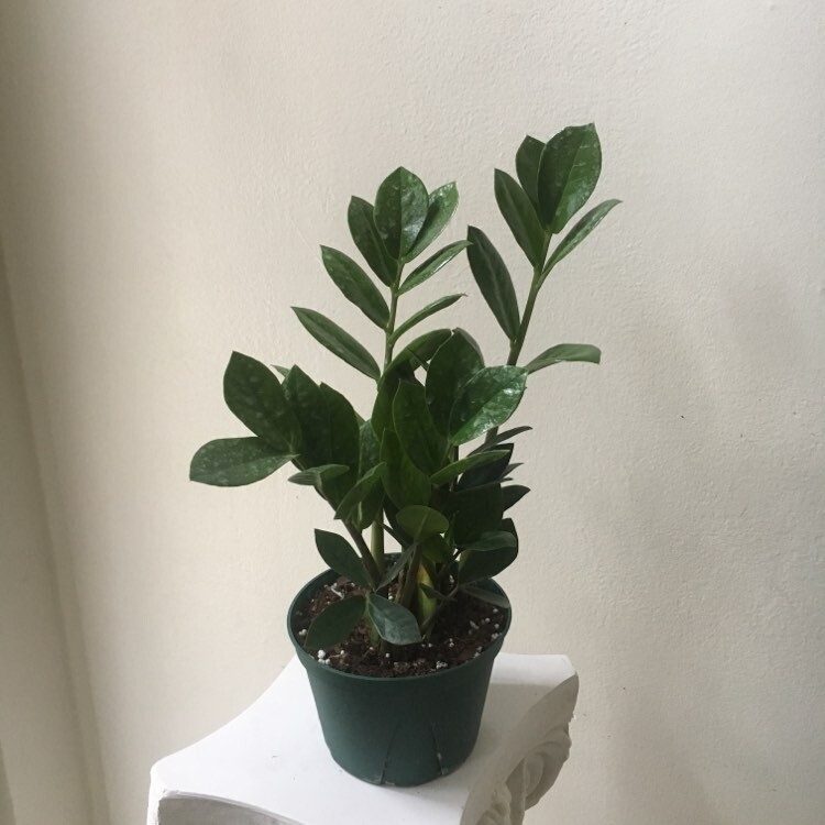 ZZ Plant (Multiple Sizes)
