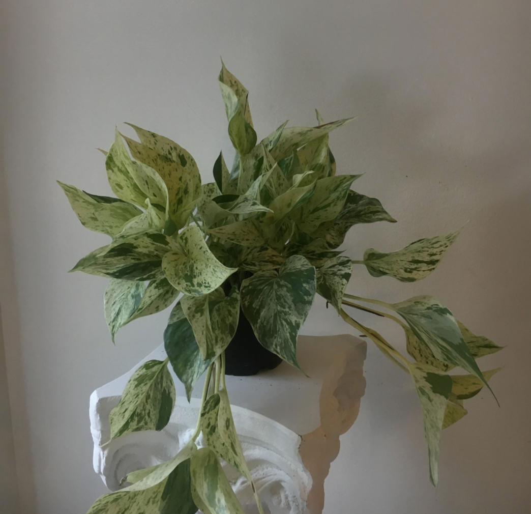 Pothos Plant "Marble"