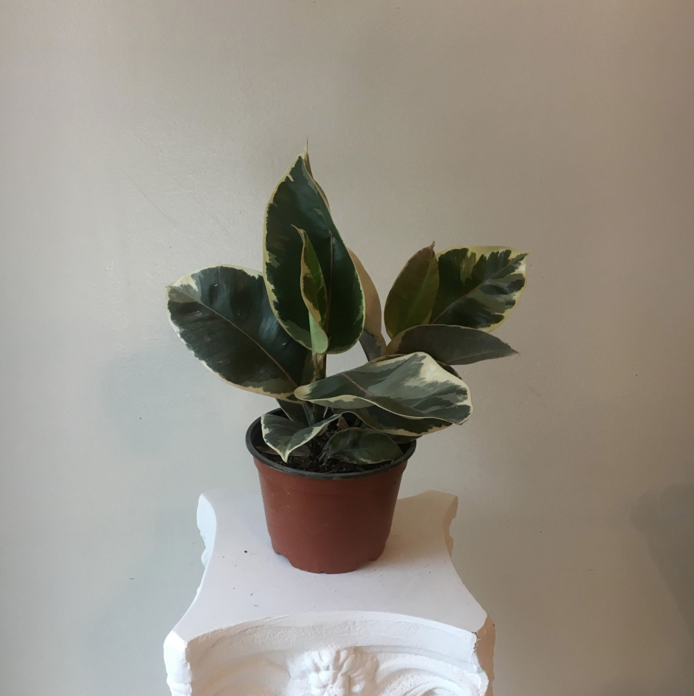 Ficus Elastica / Rubber Plant "Tineke"