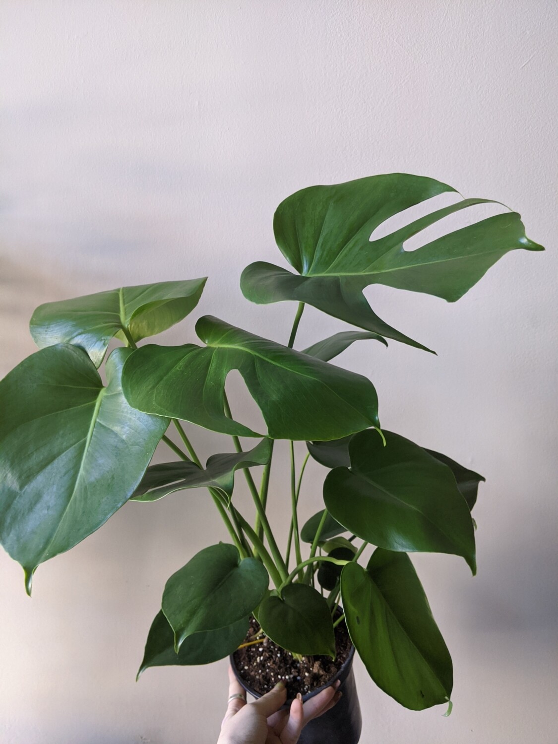 Philodendron Monstera Deliciosa Plant (Multiple Sizes)