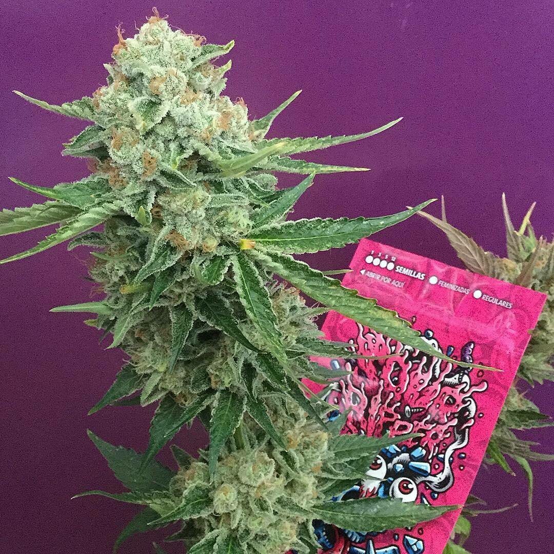 Ripper Seeds Sour Ripper 3u 