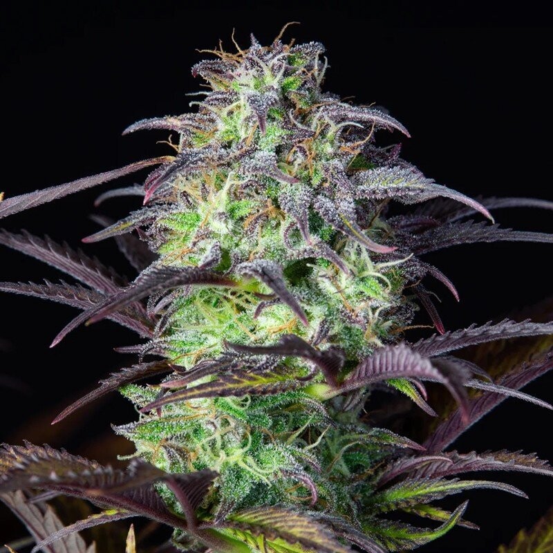 2Fast 4Buds Original Blueberry Auto 1u 
