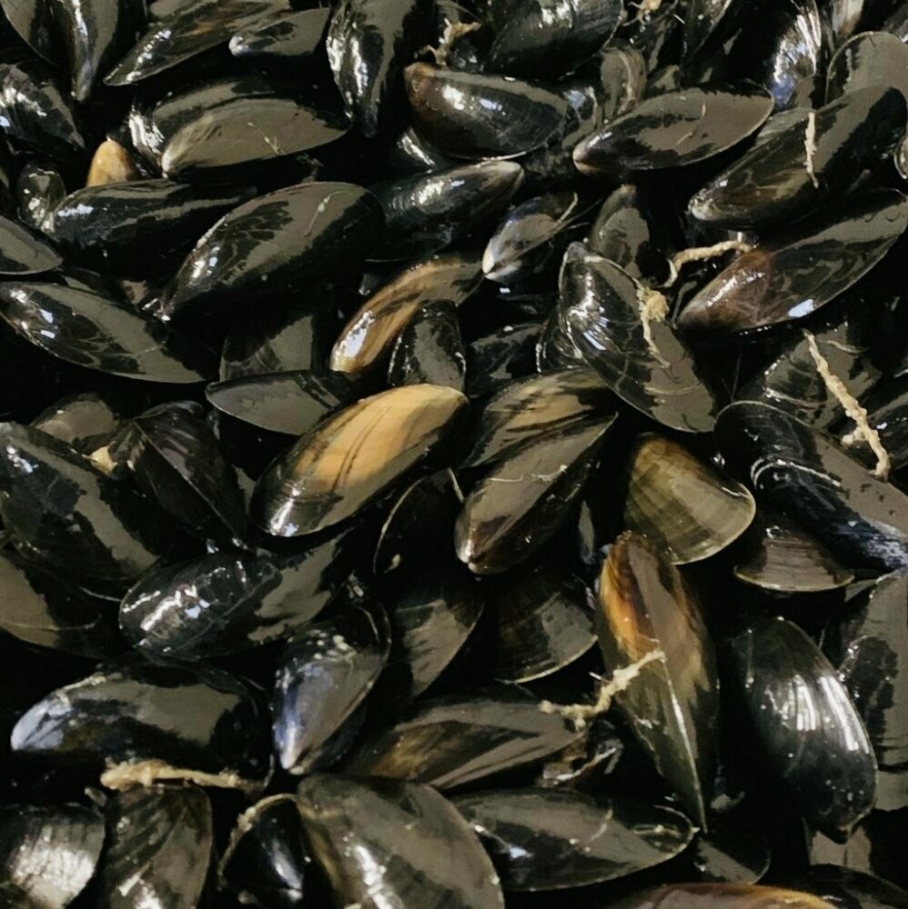 Live Mussels