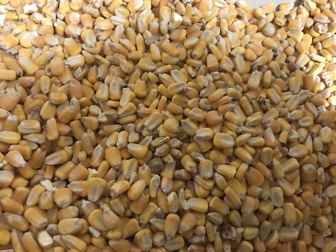 NonGMO Shelled Corn Store MPS Farms