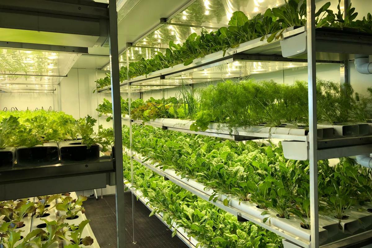 Hydroponic Produce