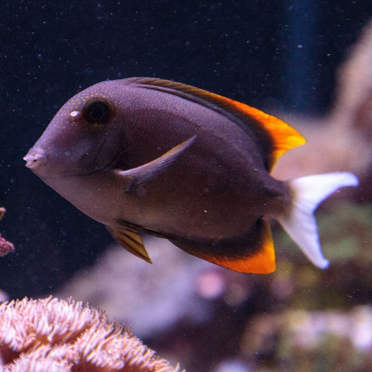 Bristletooth Tomini Tang