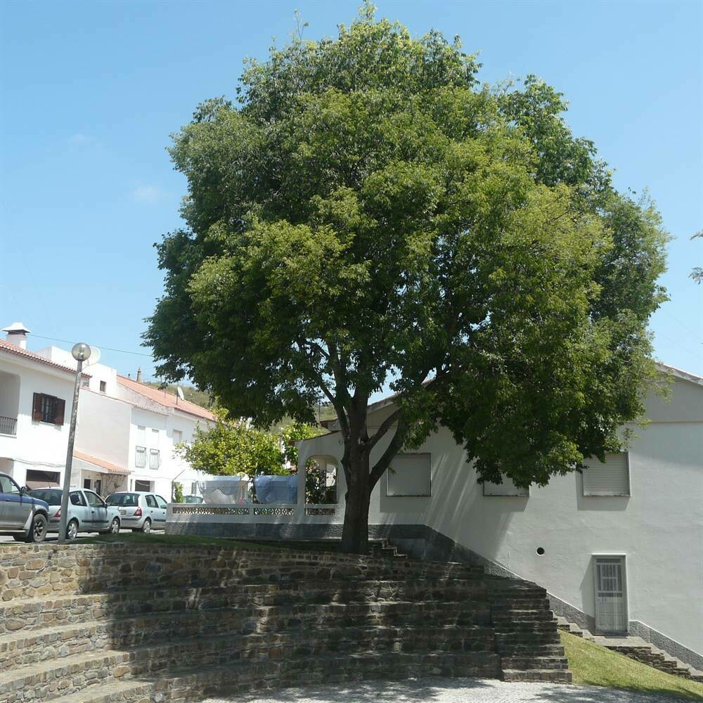 celtis-australis